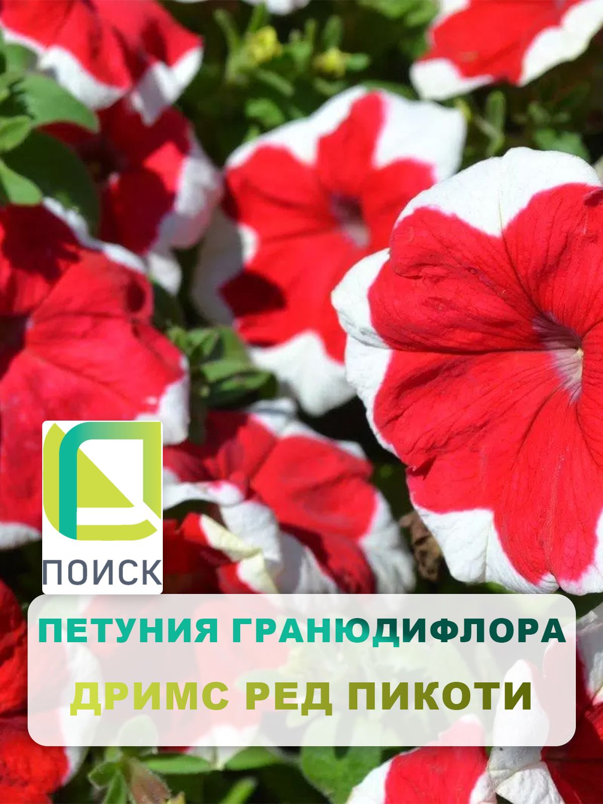 Семена петунии «Дримс Красная пикоти»