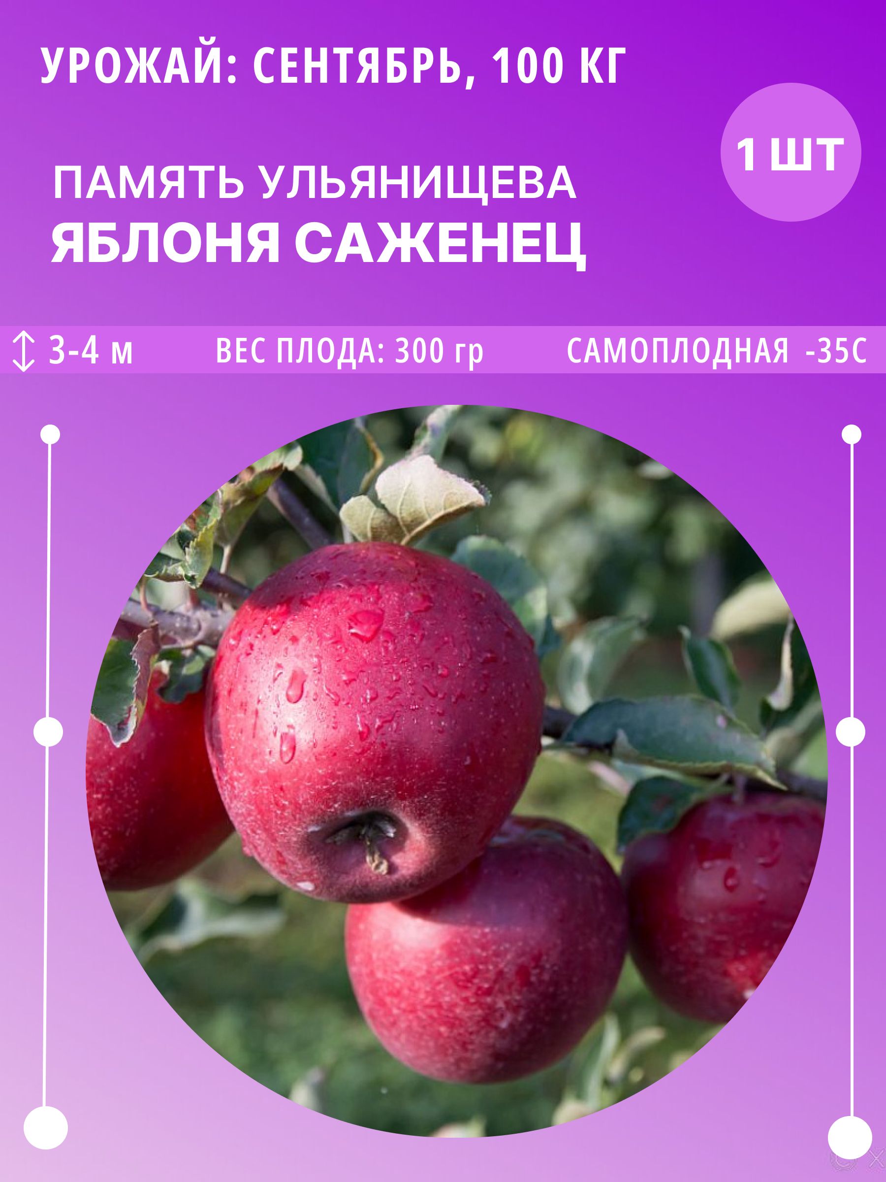 Яблоня «Памяти Ульянищева»